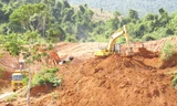 Ào ạt xẻ rừng đào cao lanh