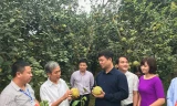 Lãnh đạo huyện Yên Bình thường xuyên xuống xã thăm hỏi và động viên người dân trồng bưởi