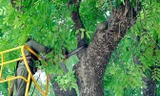 Cuộc cách mạng cắt tỉa cây xanh trên địa bàn thành phố