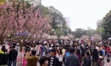 Hà Nội sẽ trồng hơn 4000 cây hoa anh đào ở các công viên