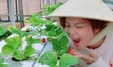 Lý Nhã Kỳ khoe vườn dâu tây, rau sạch ở Đà Lạt khiến fan ngây ngất