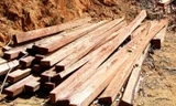 Cây rừng bị cưa hạ, xẻ gỗ trái phép.