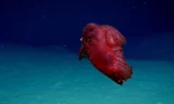 Loài hải sâm đỏ kì lạ được các nhà khoa học đặt tên “quái vật gà không đầu” mới xuất hiện ở Nam Cực.