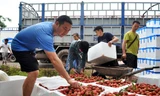 Mỗi ngày xuất khoảng 300 tấn vải thiều sang Trung Quốc