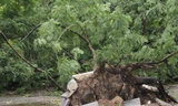 Mưa bão, nhiều cây xanh đổ ngổn ngang