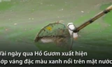 Tảo lam nổi dày đặc Hồ Gươm sau khi nạo vét