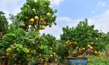 Thị trường 25/12: Bưởi cảnh khổng lồ chơi Tết giá 100 triệu đồng