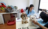 Chó cưng được đặt trên bàn Jirmas khi cô đang làm việc trong văn phòng công ty ở Bangkok, Thái Lan ngày 27/09/2018. (Ảnh : Soe Zeya Tun)
