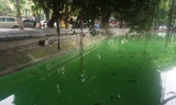 Công ty Thoát nước Hà Nội cho biết, thời gian đầu sau nạo vét tảo độc có thể xảy ra ở hồ Hoàn Kiếm (Ảnh: Nguyễn Dương)
