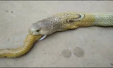 Rắn hổ mang khổng lồ nôn ra nguyên một con... rắn hổ mang
