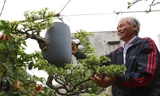 Vườn bonsai ngược của dị nhân xứ Quảng