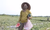 Nông dân tức tưởi nhìn hàng trăm héc ta dưa hấu sắp thu hoạch đồng loạt chết rũ 
