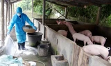 Tổ chức FAO khuyến cáo người chăn nuôi vệ sinh tiêu độc khử trùng chuồng trại, áp dụng biện pháp chăn nuôi an toàn sinh học để bảo vệ đàn lợn,