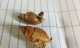 Loài ốc "lạ" khiến 3 ngư dân ăn vào và tử vong. Ảnh do Chi cục ATVSTP Thanh Hóa cung cấp. 