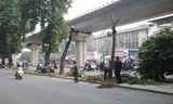 Tiếp tục chặt hạ nhiều cây xà cừ trên đường Nguyễn Trãi - Trần Phú. Ảnh: Thanh Hà.