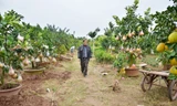 Ngắm vườn thập quả cực độc đáo của lão nông ở Thủ đô