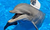 Chú cá heo mang thiết bị do thám.
