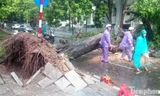 Mưa lớn cổ thụ bật gốc chắn ngang đường phố Hà Nội