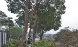 Hà Nội: Bắt đầu chặt hạ hàng xà cừ cổ thụ 