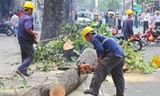 Thanh tra Chính phủ theo sát vụ thay thế cây xanh Hà Nội