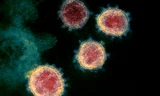 Chủng virus SARS= CoV-2 phát triển cả trong thời tiết lạnh giá lẫn nóng nực.