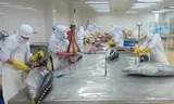 Xuất khẩu cá ngừ tăng mạnh sang Mỹ, EU, nhưng giảm ở thị trường Nhật do thuế cao.