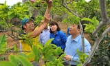 Bí thư thường trực T.Ư Đoàn Nguyễn Mạnh Dũng đến thăm diện tích trồng cây ăn quả của thanh niên tại xã Việt Dân. Ảnh: Xuân Tùng