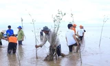 Tình nguyện viên trồng cây phủ xanh rừng ngập mặn Sóc Trăng