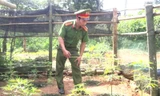 Công an phát hiện cây cần sa được trồng trái phép tại vườn nhà Lê Văn Công.