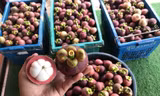 Du khách bị 'chặt chém' gần 600.000 đồng/kg măng cụt ở Huế