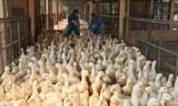 Chặn 900 con vịt nhiễm vi rút cúm gia cầm H5N6 trước khi vào lò mổ