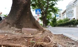 Hàng loạt cây xanh 'thoi thóp' sau cải tạo vỉa hè tại Hà Nội