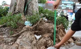 Trồi cả gốc rễ, hàng loạt cây xanh nguy cơ gãy đổ sau khi cải tạo vỉa hè