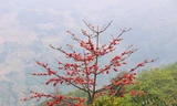 Rực rỡ sắc đỏ hoa gạo trên cao nguyên đá Đồng Văn