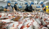 Vasep cho rằng, xuất khẩu cá tra qua đường tiểu ngạch đi Trung Quốc có thể gây những hệ lụy xấu lên ngành hàng này
