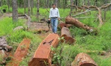 Gỗ quý bị đốn hàng loạt ở Vườn Quốc gia Yok Đôn
