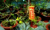 Mai bonsai “tí hon” chơi Tết hút khách ở Sài Gòn