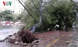 Cơn bão số 1 mới đây đã gây ra những thiệt hại nặng nề cho các địa phương