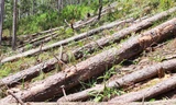 Rừng phòng hộ tiểu khu 132 bị cưa hạ la liệt