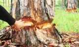 Đẽo vỏ quanh gốc thông để cây chết dần.