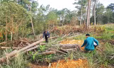 Rừng thông bị cưa hạ ngổn ngang