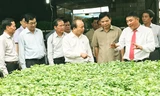 Thủ tướng thăm nhà kính trồng rau của Cty Phong Thúy