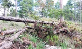 Rừng thuộc dự án "Sân golf và khu nghỉ dưỡng Đà Lạt" bị tàn phá.