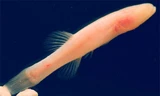 Cá không có mắt. Ảnh: Sci-News