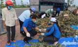 Tuổi trẻ Tiền Giang cống hiến vì cộng đồng 