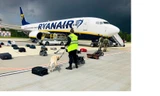 Kiểm tra hành lý sau khi máy bay Ryanair hạ cánh ở Belarus. Ảnh: Getty Images 