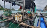 Bữa cù kì với người nuôi biển 