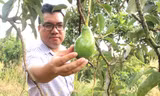 Mang bơ bản địa đi đánh xứ người 