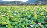 Cánh đồng sen ngát hương ở Kim Liên, Nam Đàn, Nghệ An 