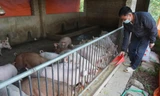 Dịch tả lợn châu Phi lan rộng: Tết này có thiếu thịt, giá tăng? 